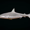 shark caribbean reef shark great white shark marine animal 3d model