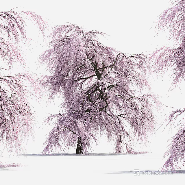 Weeping Cherry Blossom Tree With Pink Flowers And Drooping Branches Against White Background 3d model 