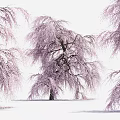 Weeping Cherry Blossom Tree With Pink Flowers And Drooping Branches Against White Background