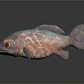 Iridescent Pink And Blue Fish With Red Eyes On Gray Background And Reflection