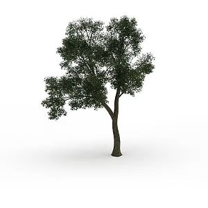 Road Greening Tree 3d model