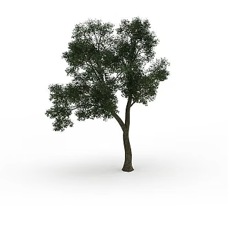 Road Greening Tree 3d model
