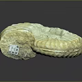 Intricate Ancient Ammonite Fossil With Spiral Texture And Natural Patterns 3d model