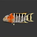 Colorful Tropical Fish With Vibrant Red Orange Black Stripes Yellow Fins And Dark Surface Reflection