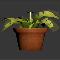 Green Leafy Plant With Large Split Leaves In Terracotta Pot For Indoor Decor