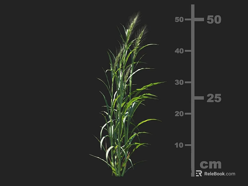 Healthy Green Growing Crop Plant With Stem Leaves And Height Measurement Cm Scale 3d model 