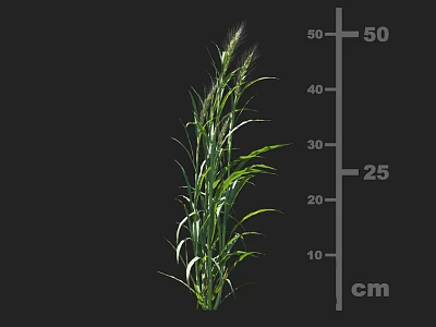 Healthy Green Growing Crop Plant With Stem Leaves And Height Measurement Cm Scale 3d model