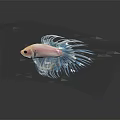 Vibrant Pink Body Blue Fins Betta Fish Aquatic Animal With Flowy Fins On Dark Background