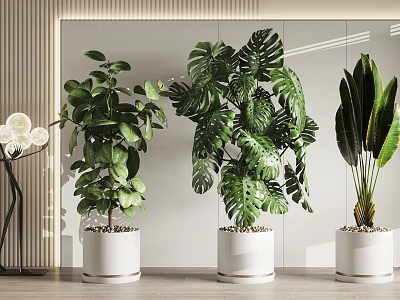 Three Green Potted Plants in White Pots for Indoor Modern Interior Decoration 3d model