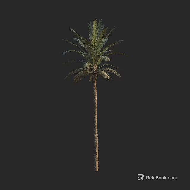 Tall Palm Tree with Slender Trunk and Feathery Fronds Isolated on Black Background 3d model 