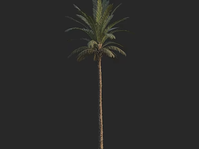 Tall Palm Tree with Slender Trunk and Feathery Fronds Isolated on Black Background 3d model