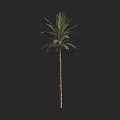 Tall Palm Tree with Slender Trunk and Feathery Fronds Isolated on Black Background