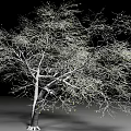 Shrub With Thin Branches Small Green Buds And Roots On Black Background