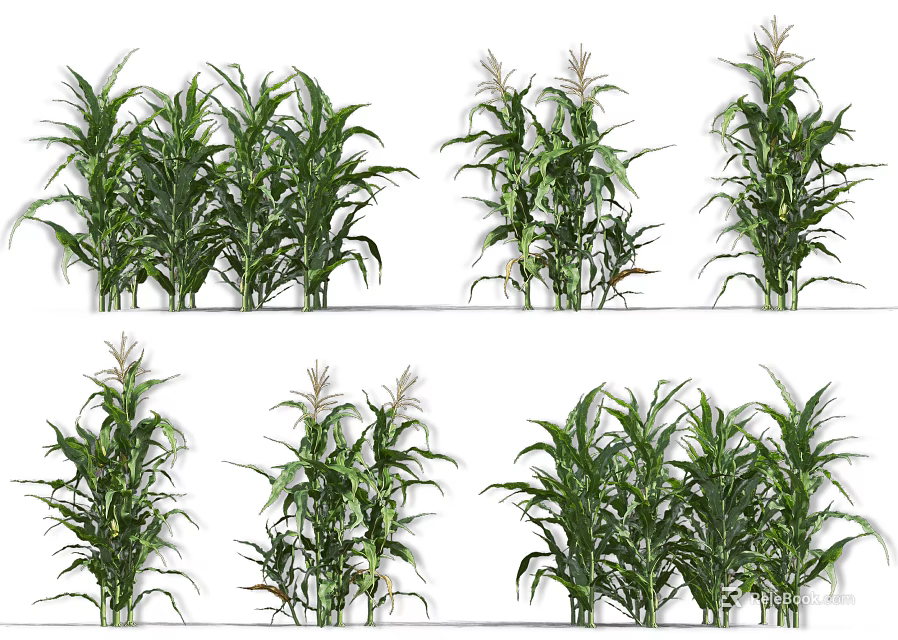 Healthy Green Corn Plants With Different Growth Stages In Agricultural Field 3d model 
