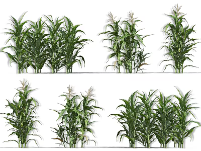 Healthy Green Corn Plants With Different Growth Stages In Agricultural Field 3d model