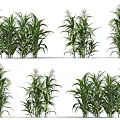 Healthy Green Corn Plants With Different Growth Stages In Agricultural Field