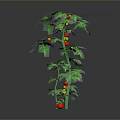 Decorative Green Plants With Red Fruits In Various Sizes For Home Decoration