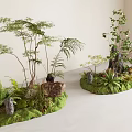 Decorative Plant Combinations With Ferns Small Trees Rocks And Moss Covered Ground