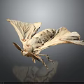 Delicate Pale Moth With Transparent Spread Wings On Dark Background Surface 3d model