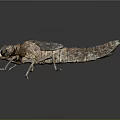 Brownish Gray Insect Larva With Rough Exoskeleton Segmented Body And Multiple Legs On Dark Background 3d model