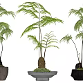 Three Different Bonsai Potted Plants With Green Lush Foliage And Various Shaped Planters