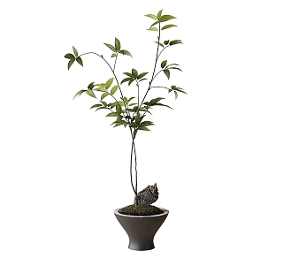 Potted Bonsai Green Plant Ornaments 3d model