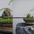 Bonsai Plant in Ceramic Pot with Slender Trunk Grass Stone Reflection Near Bench and Person