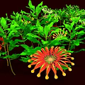 Vibrant Garden Plants Featuring Lush Green Leaves Red Flowers And Yellow Stamens