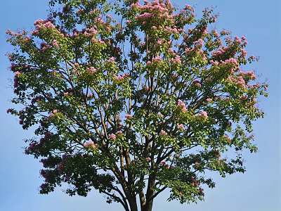 Tall Tree Blooming With Pink Flowers And Green Leaves Against Blue Sky 3d model
