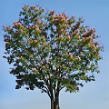 Tall Tree Blooming With Pink Flowers And Green Leaves Against Blue Sky