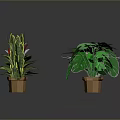 Various Indoor Potted Plants With Different Leaf Shapes And Colorful Foliage
