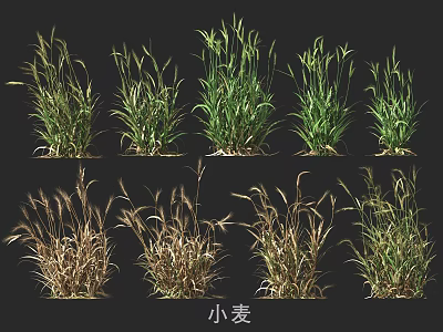 Wheat Crop Plants in Various Growth Stages with Green and Brown Foliage 3d model