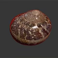 Decorative Ornament Set Featuring Natural Snail Shell With Brown White Texture 3d model