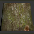Natural Tree Stump with Cross Section Growth Rings and Green Moss on Dark Background