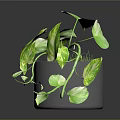 Lush Indoor Variegated Pothos Plant In Gray Pot With Green Yellow Leaves