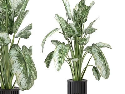 Large Leaf Potted Plant With Green White Variegated Foliage In Black Modern Pot 3d model