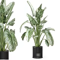 Large Leaf Potted Plant With Green White Variegated Foliage In Black Modern Pot