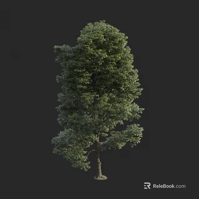 Tall Arbor with Lush Green Foliage Full Canopy and Single Trunk 3d model 