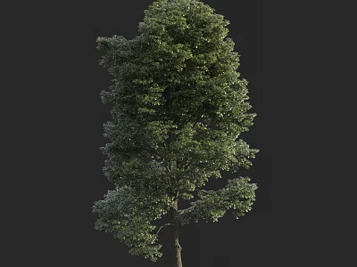 Tall Arbor with Lush Green Foliage Full Canopy and Single Trunk 3d model