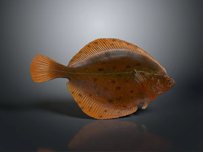Orange Flatfish With Brown Spots On Flat Body Isolated On Gray Background 3d model