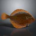 Orange Flatfish With Brown Spots On Flat Body Isolated On Gray Background 3d model