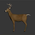 Realistic Brown Deer With Large Antlers Standing On Gray Background