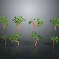 Various Green Plants With Different Heights And Leaf Shapes On Gray Background