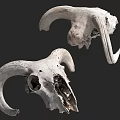 Animal Skull Sculpture Carving with Large Curved Horns Detailed Art Pieces