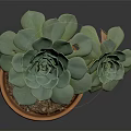 Green Succulent Plants With Rosette Leaves Growing In Terracotta Pot On Dark Background