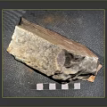 Natural Raw Stone Specimen On Display Base With Measuring Scale And Brown White Texture