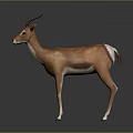 Brown Antelope with Long Curved Horns Standing on Gray Background with Reflection