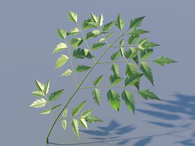 Natural Green Leaf With Multiple Leaflets On Light Blue Background And Shadow 3d model