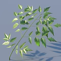 Natural Green Leaf With Multiple Leaflets On Light Blue Background And Shadow
