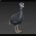 Guinea Fowl With Spotted Plumage In Nature